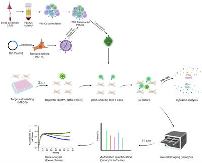 Dynamic monitoring of viral gene expression reveals rapid antiviral effects of CD8 T cells recognizing the HCMV-pp65 antigen